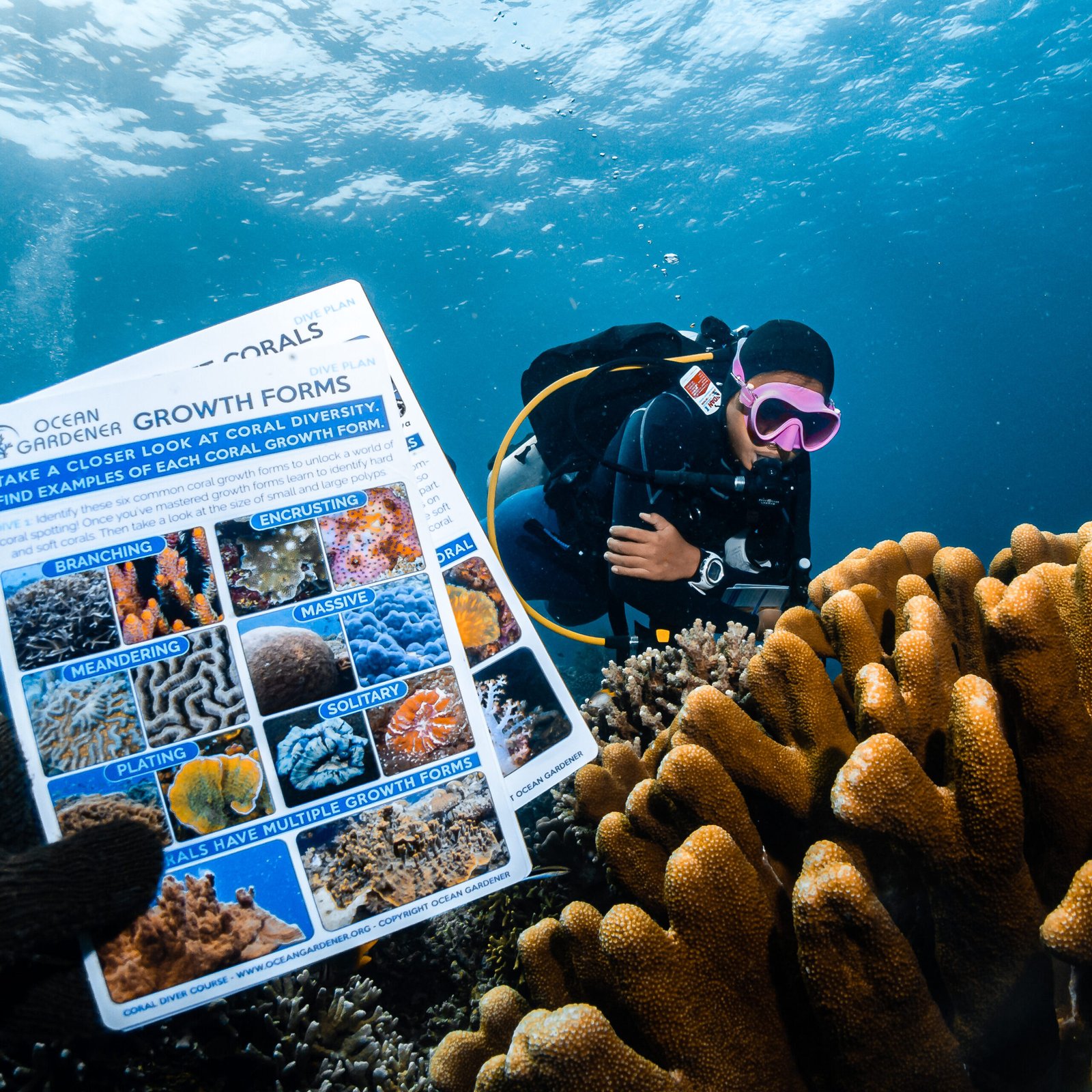 Coral gardener displaying the coral identification slates used during coral education programs. It highlights different types of coral growth forms such as branching, encrusting, meandering, massive, plating, and solitary
