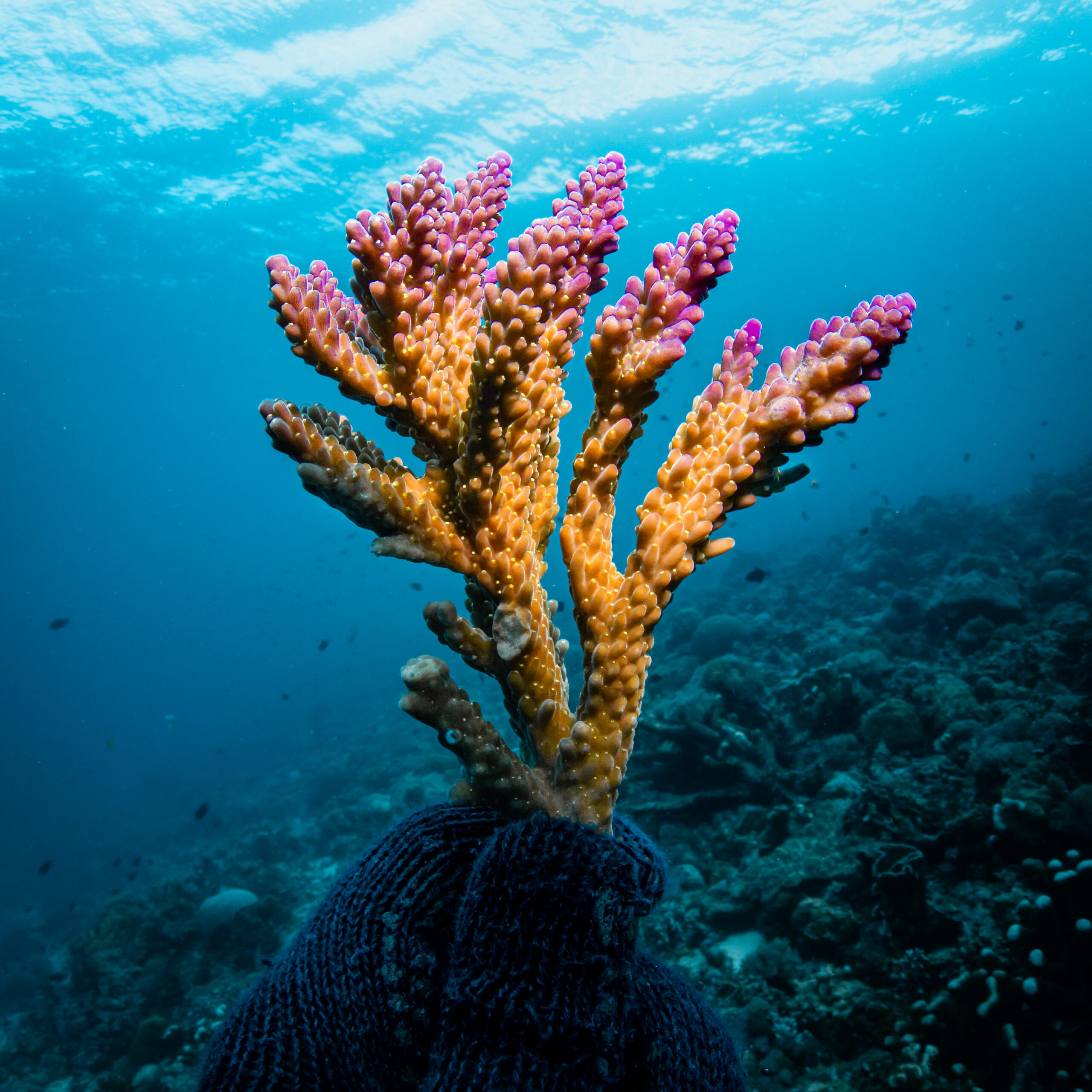 Acropora coral fragment with pink tips being held by a coral gardener