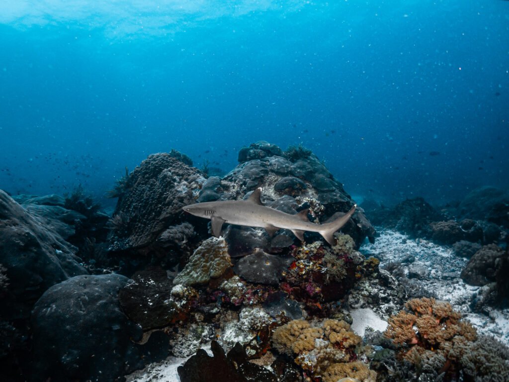 A white tip reef shark in the wild Tevana House Reef