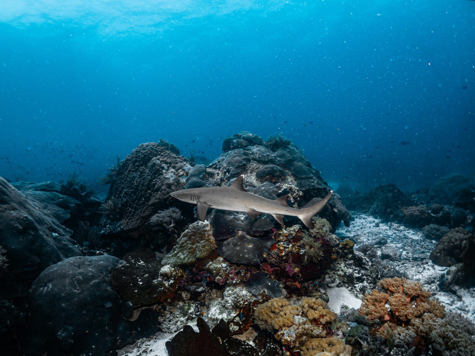 A white tip reef shark in the wild Tevana House Reef