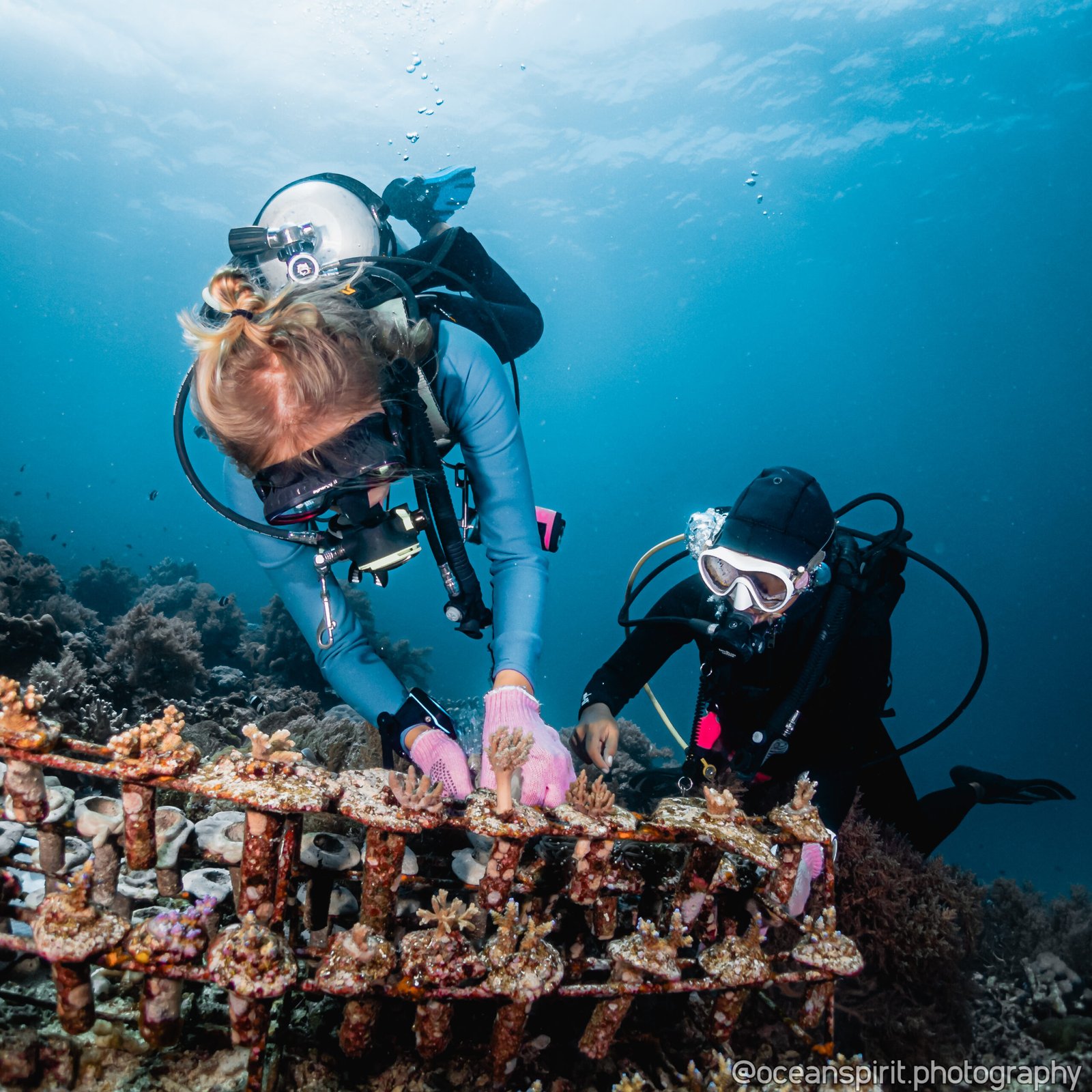 A coral divers planting corals on cement cookies at the GaiaOne coral nursery