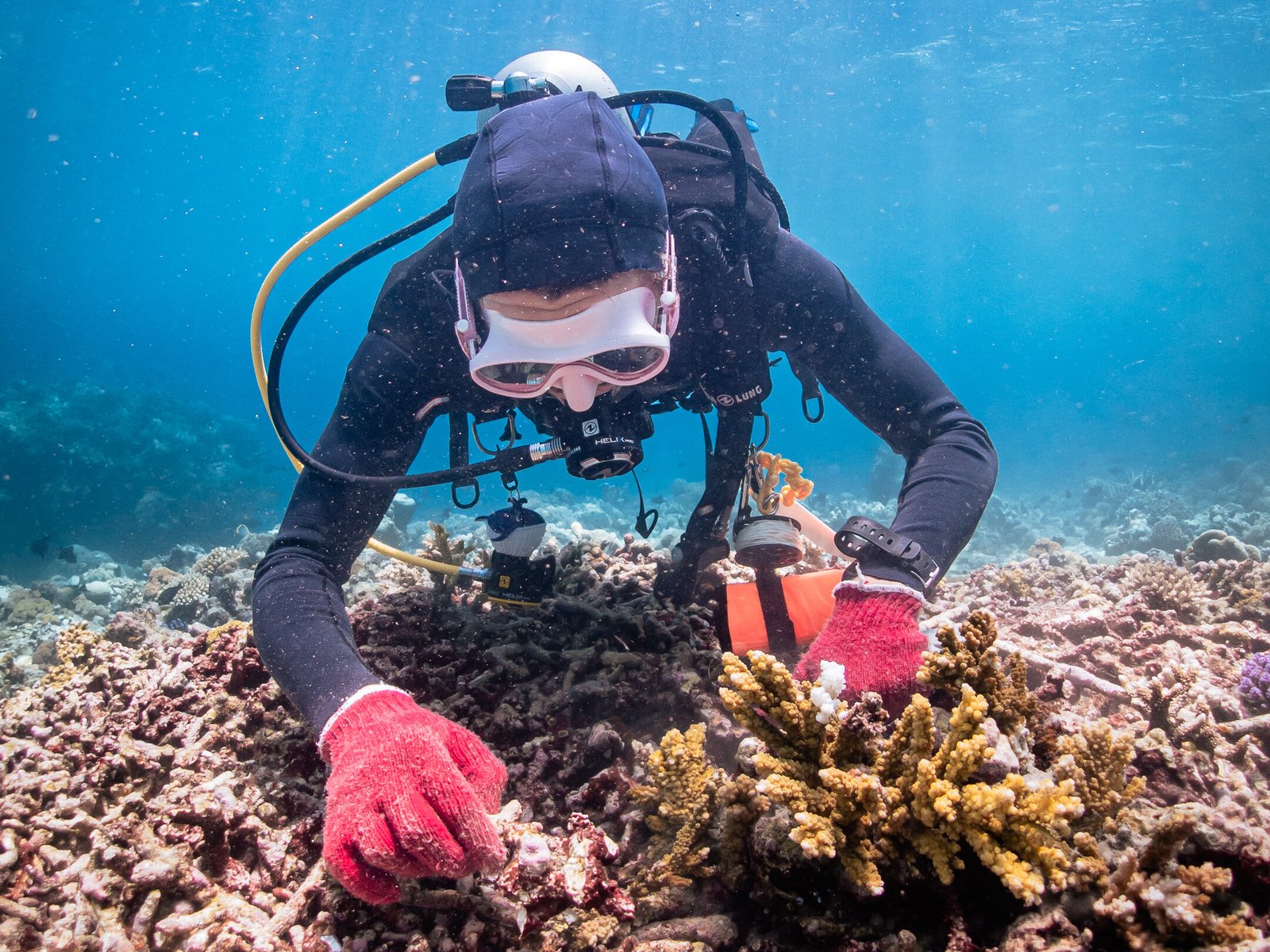 Coral gardener on a planting dive