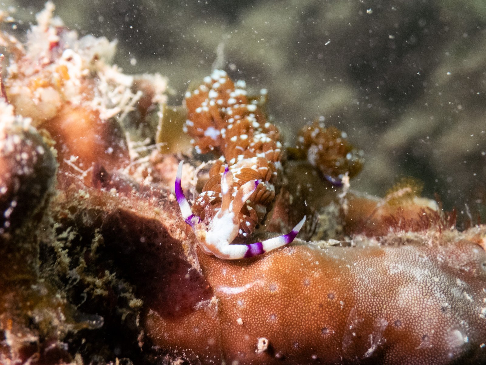 Nudibranch in Kota Kinabalu
